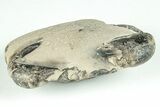 Fossil Crab (Zanthopsis) - Eocene, London Clay #206732-1